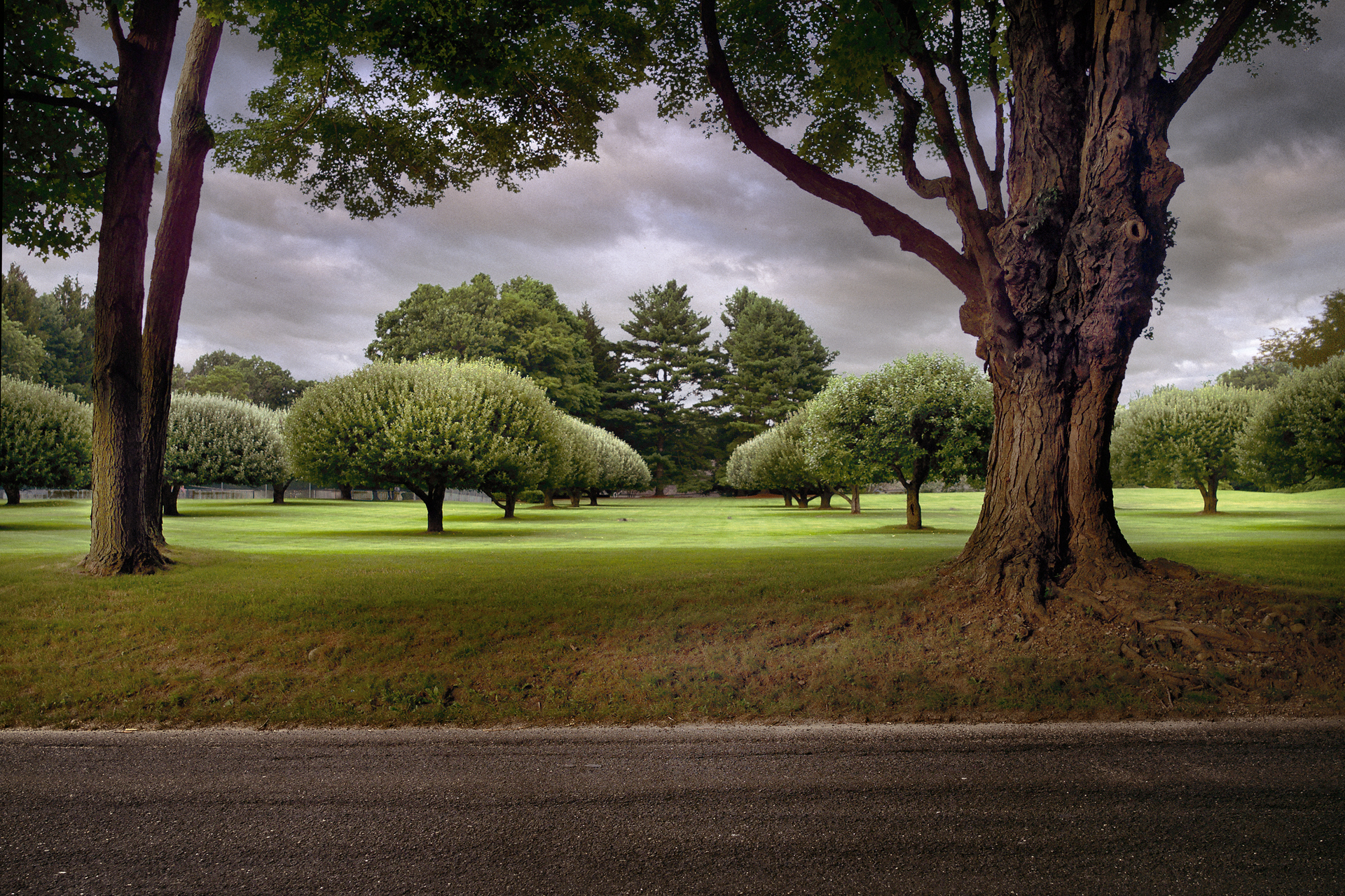 OldTree